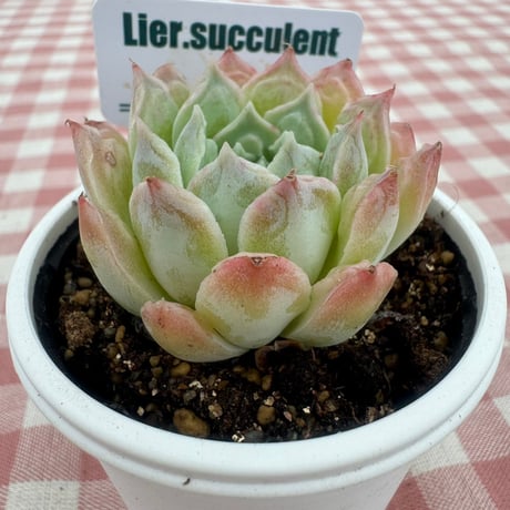 多肉植物  リエール苗  ハートチョイス