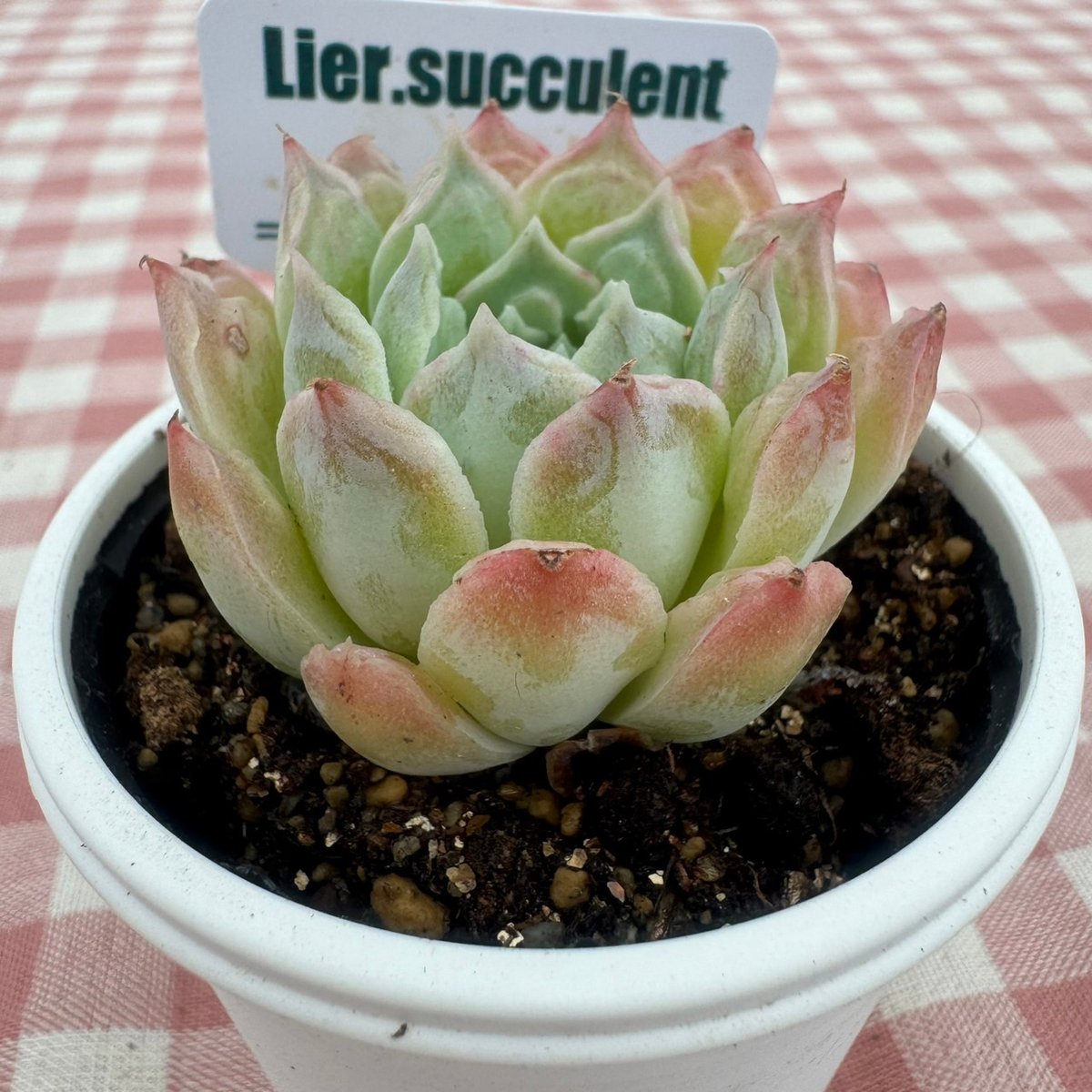 E.マリア 韓国苗 リエール苗 多肉植物 Lier.succulent 多肉植物 ☘️ リエールさん苗 Eマリア 抜き苗 札付き - メルカリ