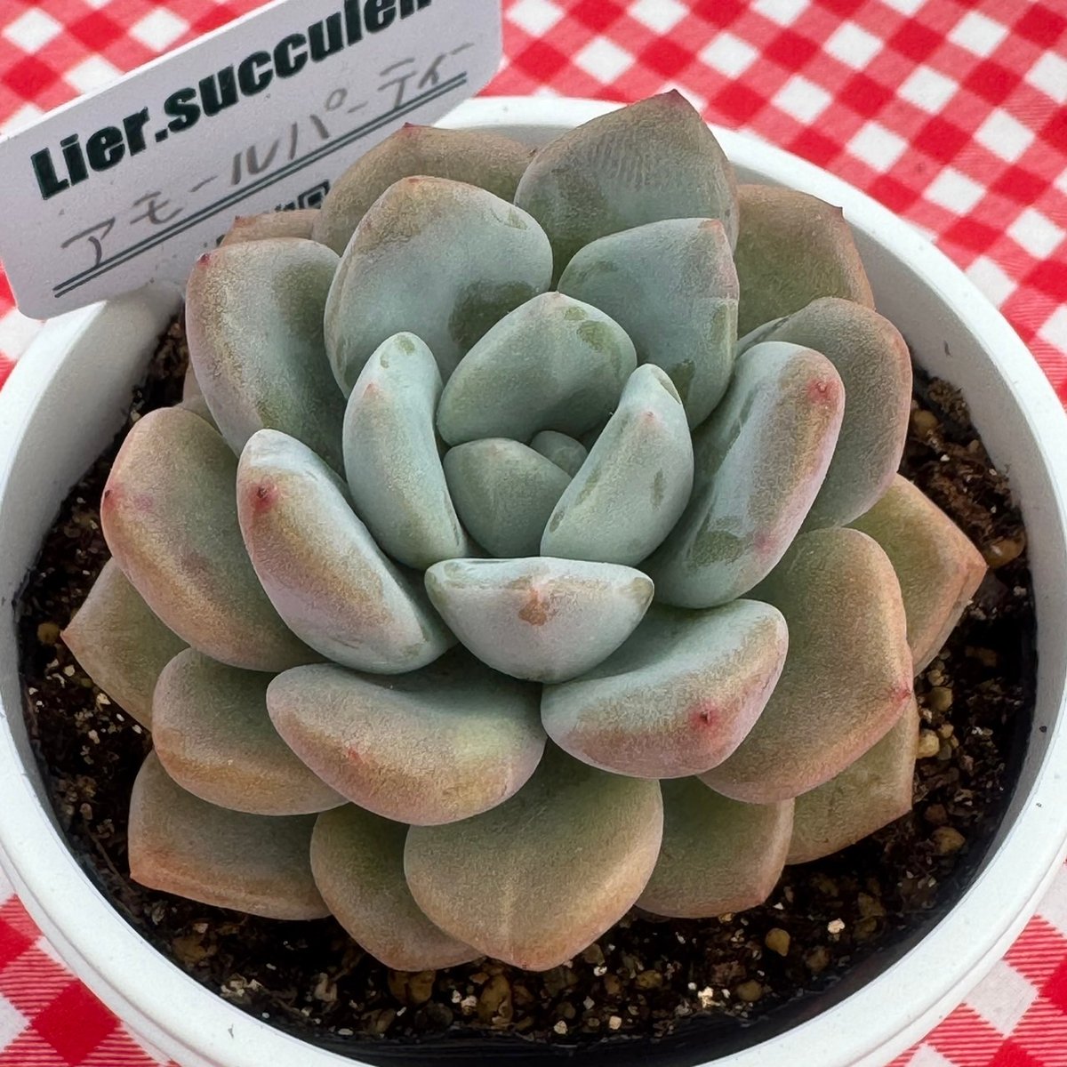 多肉植物 リエール苗 アモールパーティー | BooTA29♡Succulent 多肉植物 リエール苗 アモールパーティー | BooTA29♡Succulent