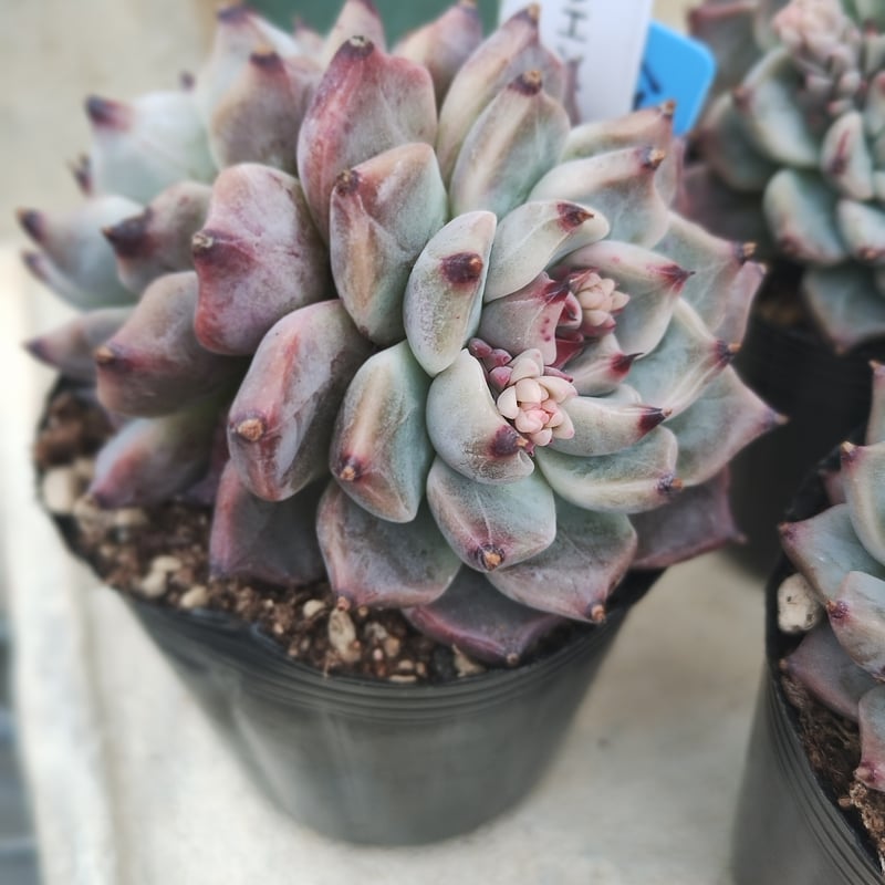 多肉植物 韓国苗 エケベリア サクラエンディング | BooTA29♡Succulent