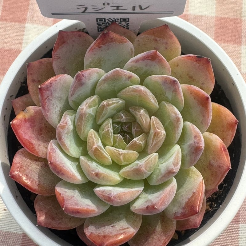 多肉植物 リエール苗 ラジエル | BooTA29♡Succulent