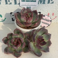 韓国苗　フリルスヨン　　　抜き苗 fit=scale-down,w=1200