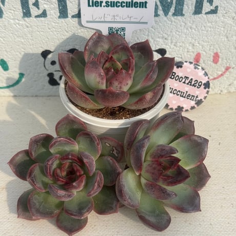 売却済み　　多肉植物 リエール苗　ブラックチップ 売却済み 多肉植物 リエール苗 ブラックチップ