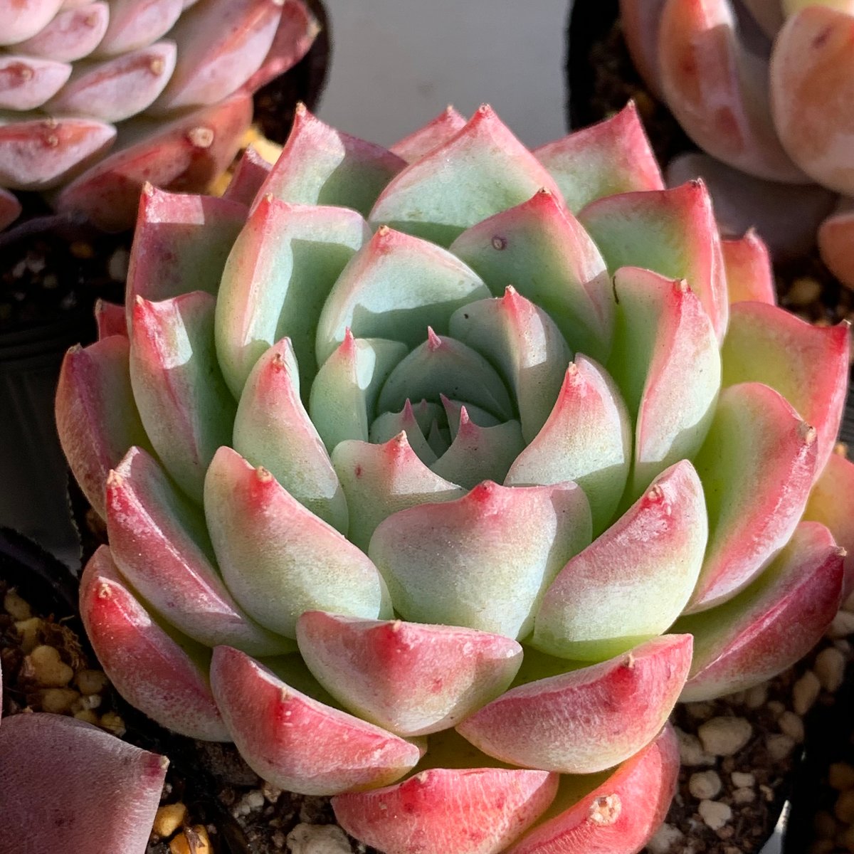 カット苗✨ピンク紅頬美人錦❤️ カット苗✨ピンク紅頬美人錦❤️