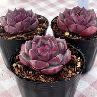 多肉植物 韓国苗 抜き苗 ハニーオレンジ | BooTA29♡Succulent