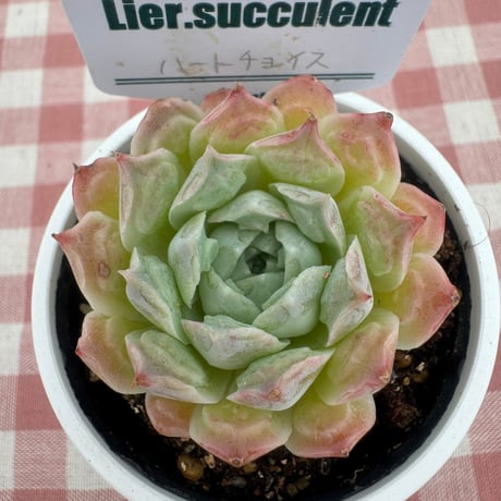 多肉植物  リエール苗  ハートチョイス