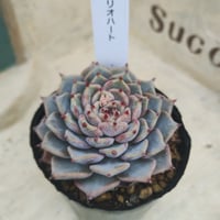 多肉植物　韓国苗　エケベリア　リオハート