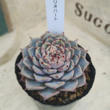 多肉植物　韓国苗　エケベリア　リオハート