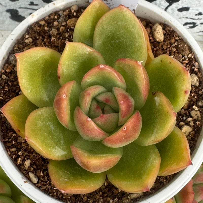 多肉植物 リエール苗 エルルイズ | BooTA29♡Succulent