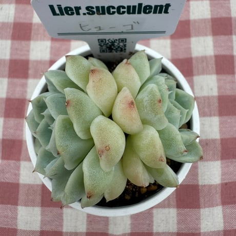多肉植物  リエール苗  ヒューゴ