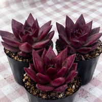 多肉植物 リエール苗 ピンククリスタル | BooTA29♡Succulent