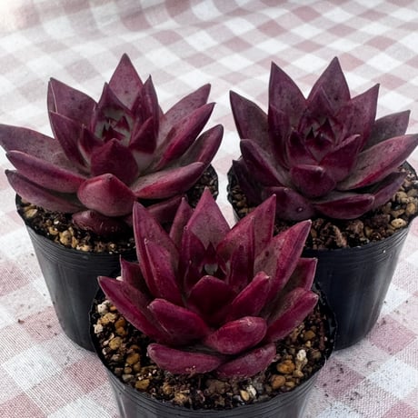 CATEGORY 多肉植物 | BooTA29♡Succulent