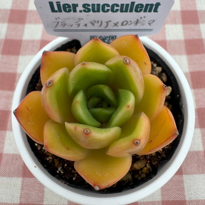 多肉植物 リエール苗 ブラッディマリア×ロンギシマ | BooTA29