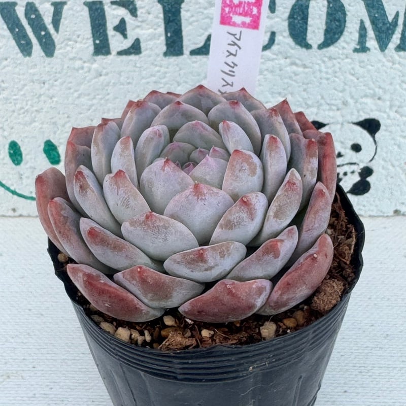 多肉植物　韓国苗　ラズベリーアイス 多肉植物 韓国苗 ラズベリーアイス - 苗屋さんの多肉植物 | minne