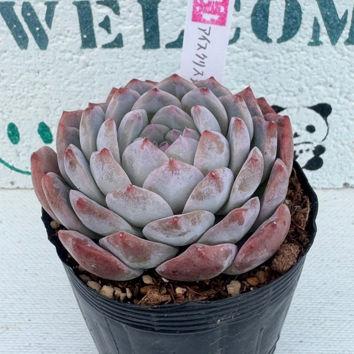 多肉植物 韓国苗 アイスクリスタル | BooTA29♡Succulent