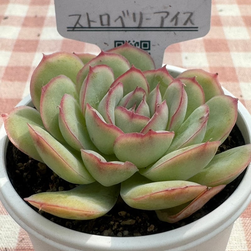 多肉植物 リエール苗 ストロベリーアイス | BooTA29♡Succulent