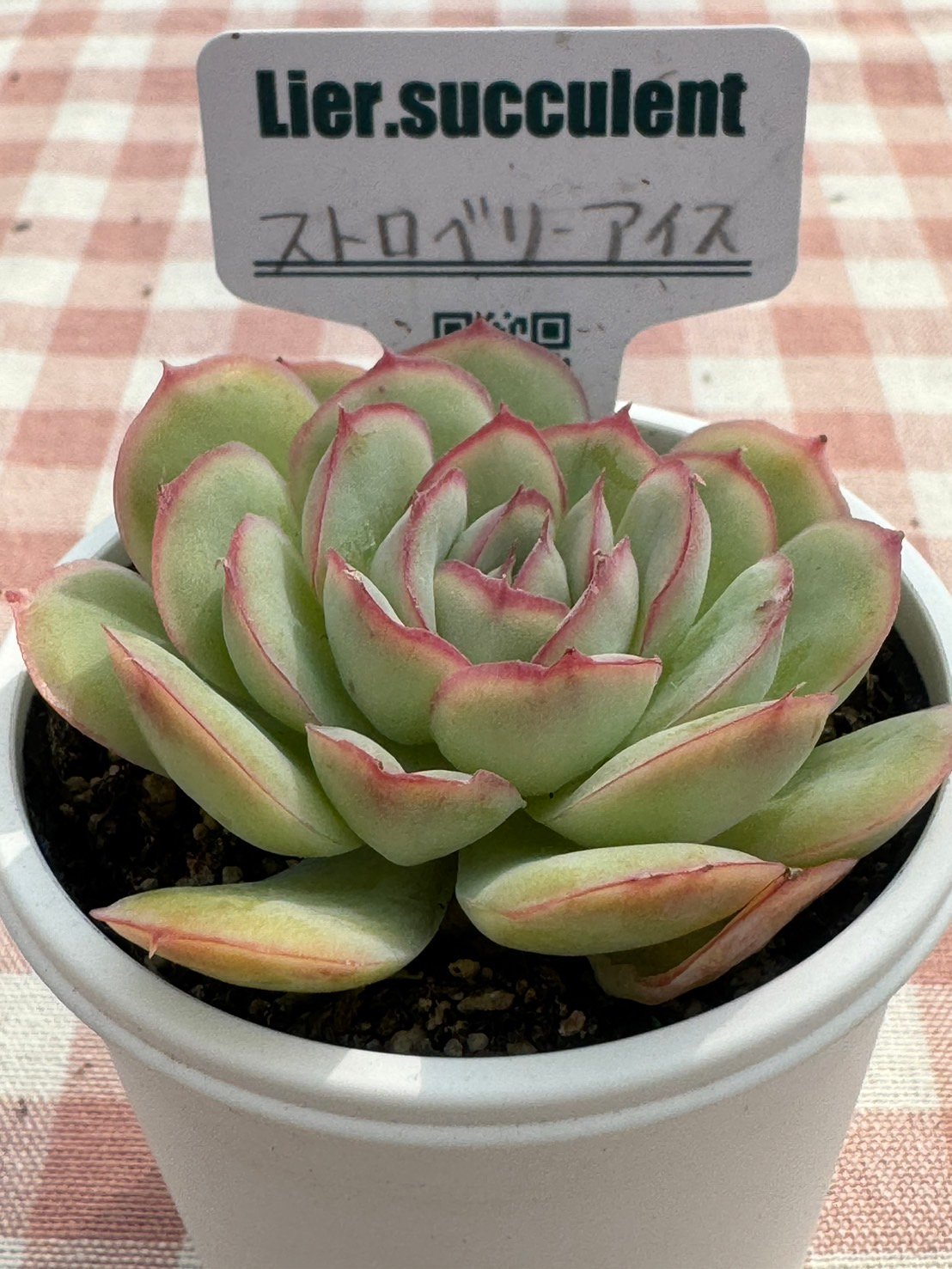 多肉植物 リエール苗 ストロベリーアイス | BooTA29♡Succulent