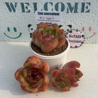 多肉植物 韓国苗 カット苗 5苗セット 5 | BooTA29♡Succulent 多肉植物 韓国苗 カット苗 5苗セット 5 | BooTA29♡Succulent