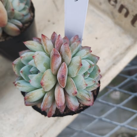 多肉植物　韓国苗　エケベリア　プラダ