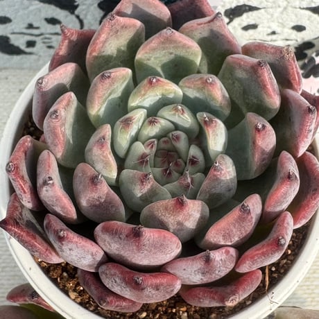 多肉植物　リエール苗　ジャッカル