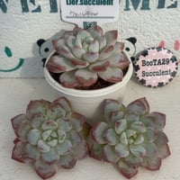 多肉植物　リエール苗　ウェルテル