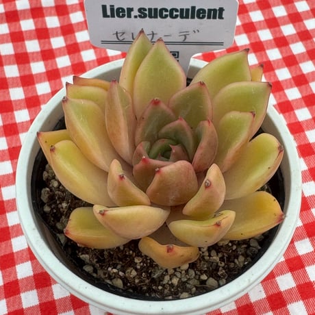 多肉植物　リエール苗　セレナーデ