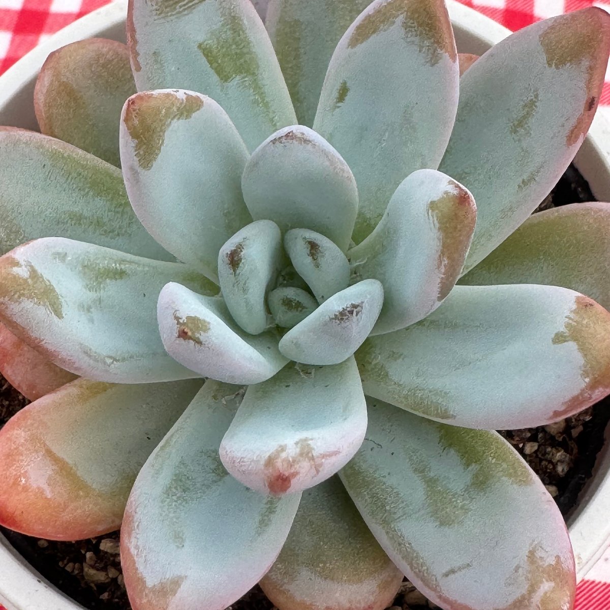 売却済み　　多肉植物 リエール苗　サンダーローズ 多肉植物 リエール苗 ロイヤルスター | BooTA29♡Succulent