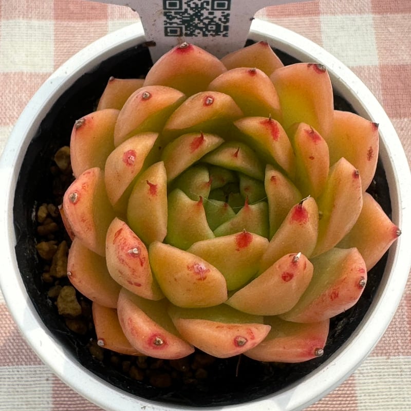 多肉植物 リエール苗 スパイシー | BooTA29♡Succulent