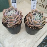 多肉植物　韓国苗　エケベリア　グリーンローズ