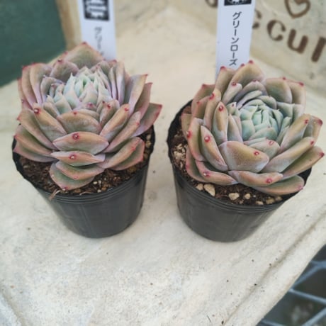 多肉植物　韓国苗　エケベリア　グリーンローズ
