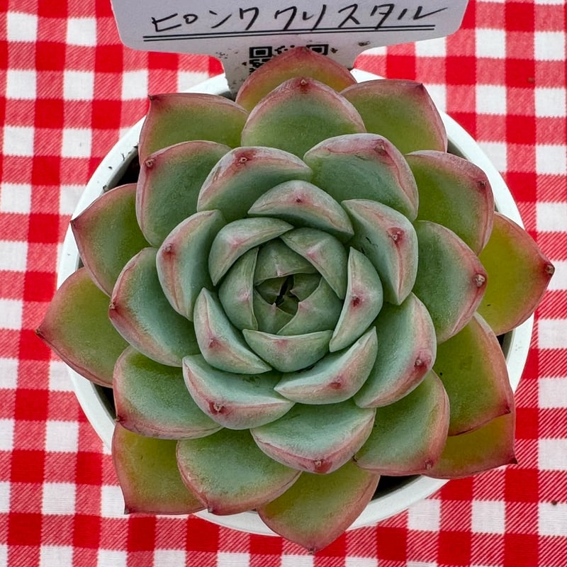 多肉植物 リエール苗 ピンククリスタル | BooTA29♡Succulent