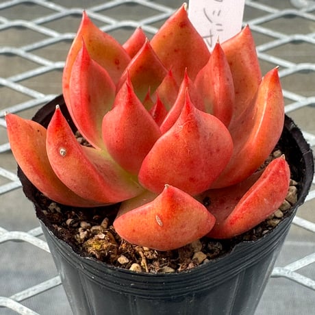 フジヤマ | STORES