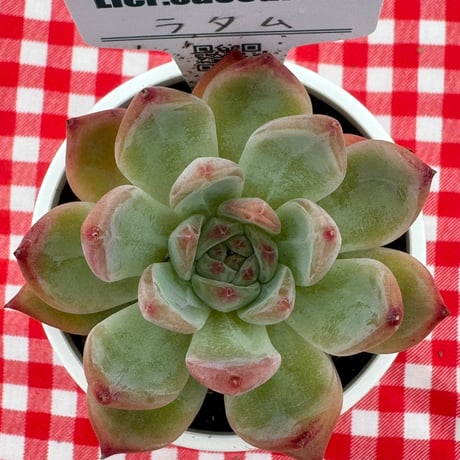 多肉植物  リエール苗  ラタム