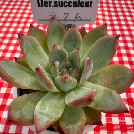 多肉植物　リエール苗　ラタム