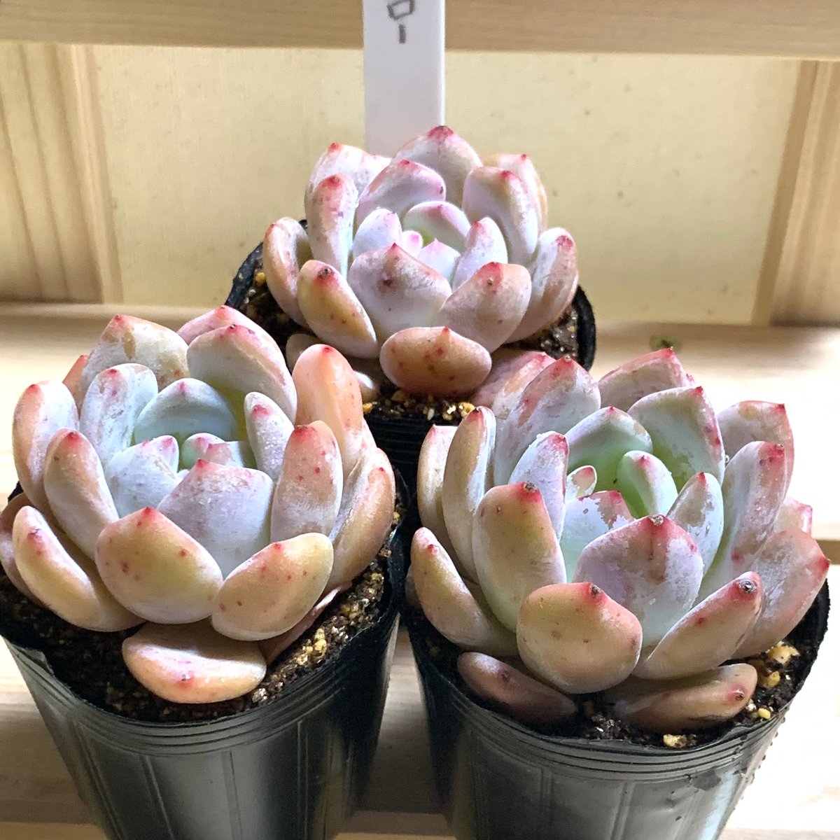 多肉植物　韓国苗　モンローＱ　大きめ　抜き苗 韓国入荷苗❣️モンローQ❣️美苗❣️大きめ❣️ | 多肉植物 南高