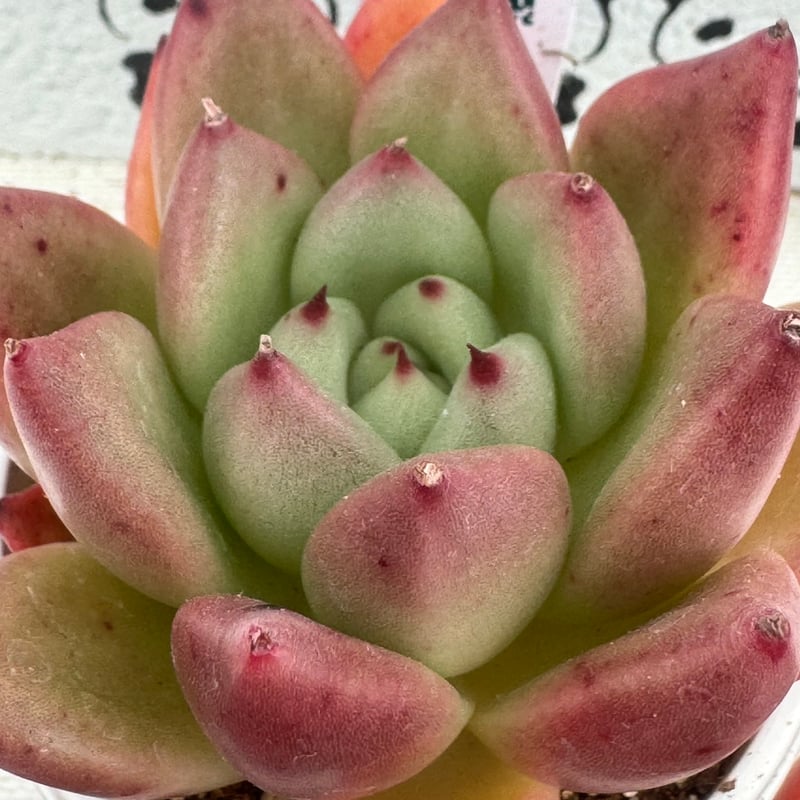 多肉植物 リエール苗 ダンシングクィーン | BooTA29♡Succulent