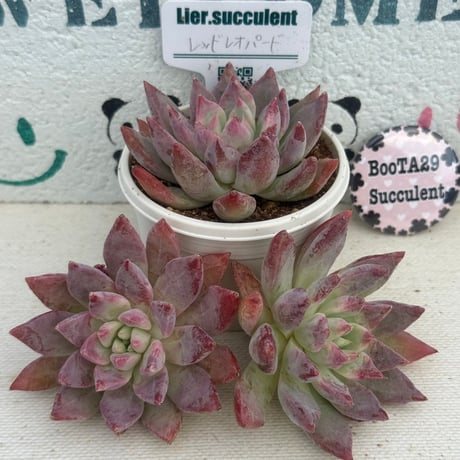 CATEGORY リエール苗 | BooTA29♡Succulent