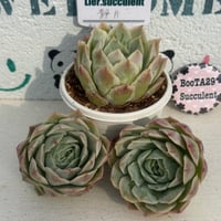 多肉植物 韓国苗 カット苗 5苗セット 5 | BooTA29♡Succulent