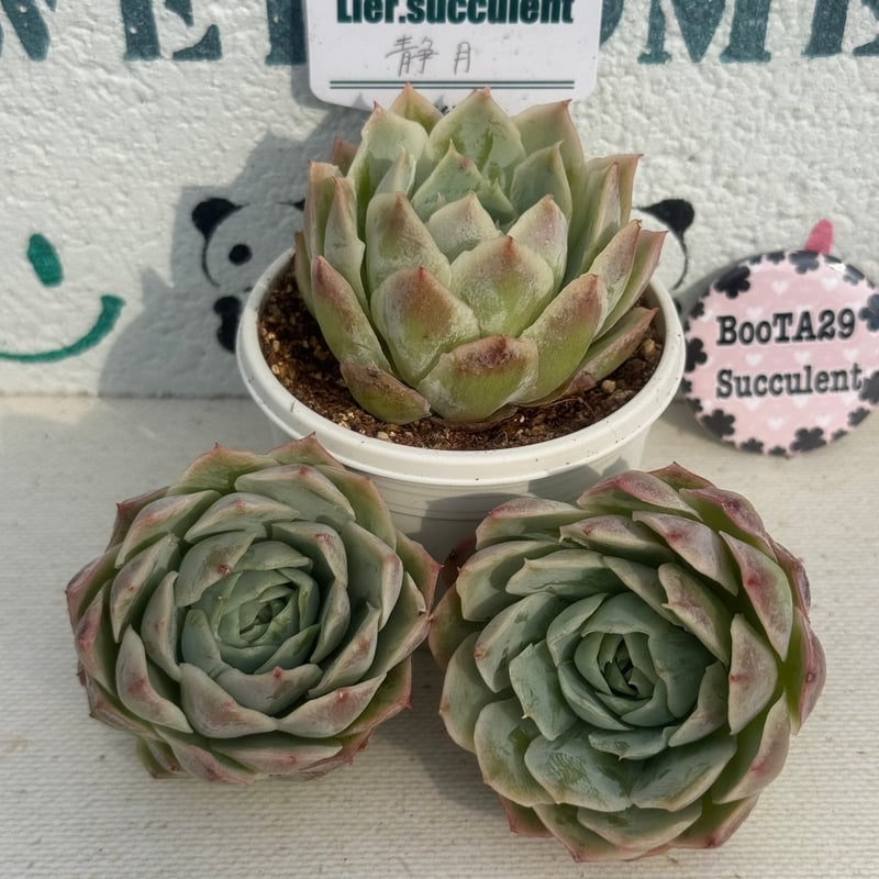 多肉植物 リエール苗 静月 | BooTA29♡Succulent