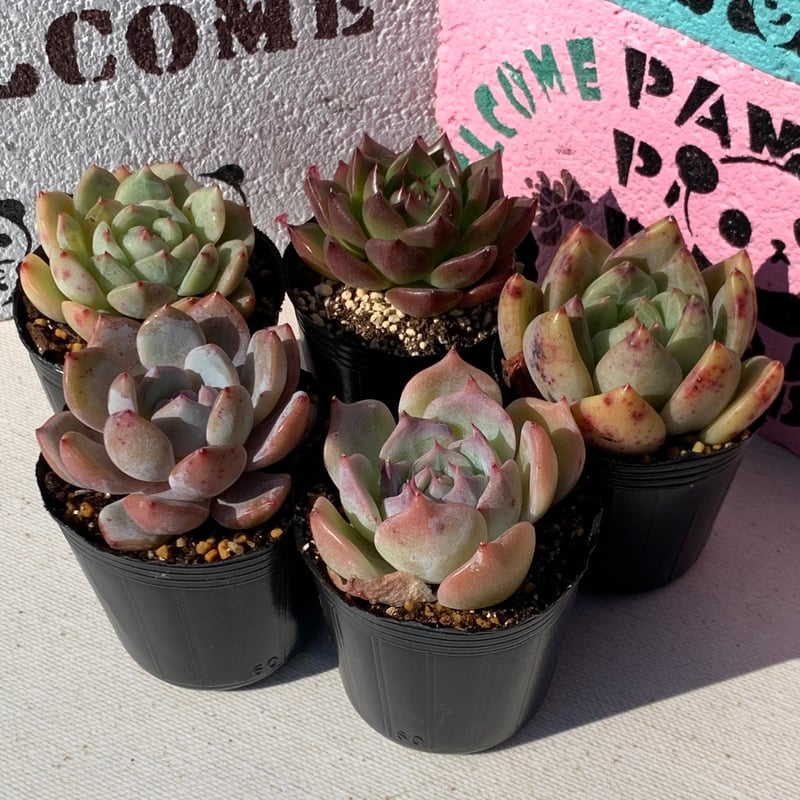 特大❣️豪華根付き韓国苗寄せ植え❣️ 特大❣️豪華根付き韓国苗寄せ植え❣️ 【公式通販】