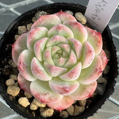 多肉植物　韓国苗　抜き苗　レッドベルベット