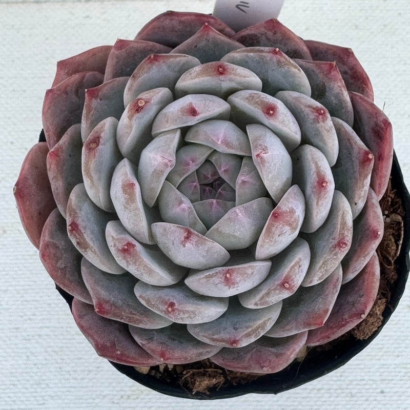 多肉植物 韓国苗 アイスクリスタル | BooTA29♡Succulent