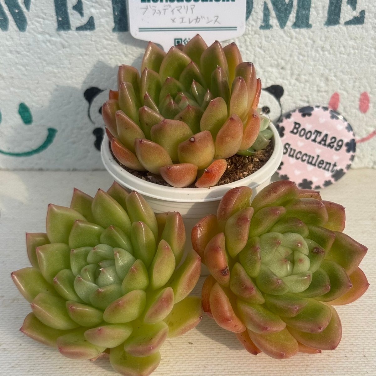 多肉植物 リエール苗 ブラッディマリア×エレガンス | BooTA29♡Succulent