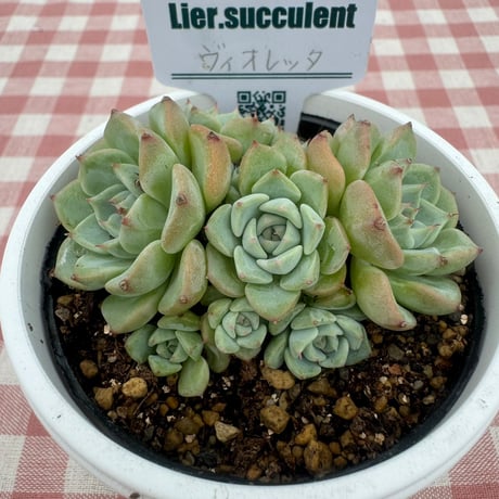 多肉植物  リエール苗  ヴィオレッタ