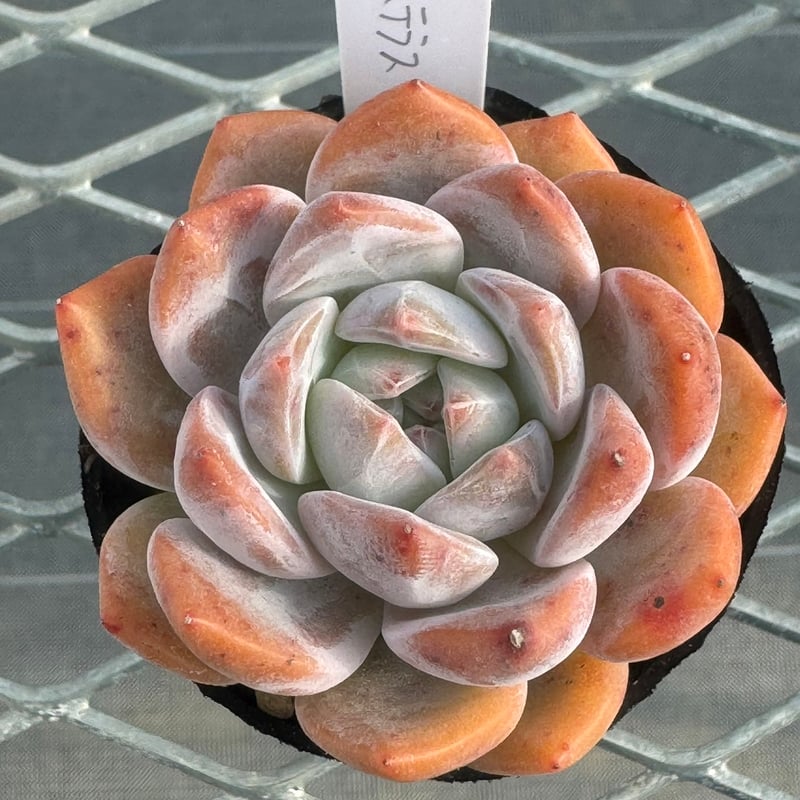 多肉植物 韓国苗 抜き苗 ジューステラス | BooTA29♡Succulent