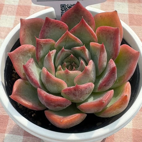 多肉植物   リエール苗   エストレラ