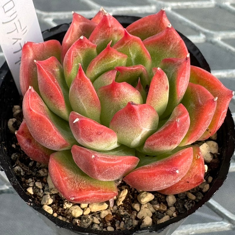 多肉植物 韓国苗 抜き苗 フロリディティール | BooTA29♡Succulent