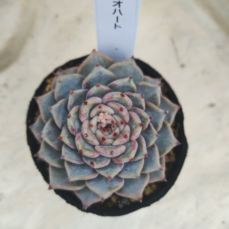 多肉植物　韓国苗　エケベリア　リオハート