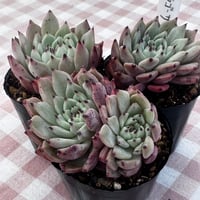 多肉植物　韓国苗　エケベリア　原種ザラゴーサ