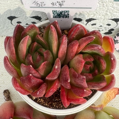 多肉植物　リエール苗　貂蟬
